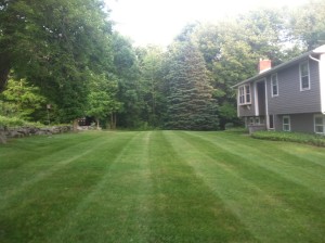 A Freshly Mowed Lawn